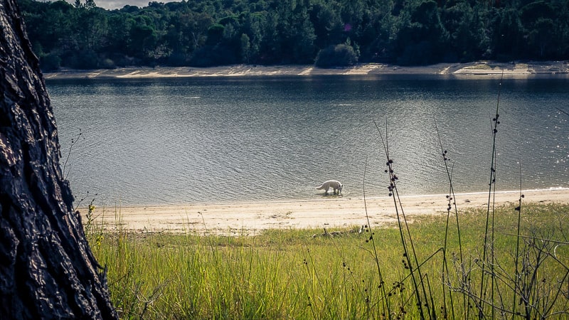 Kanada in Portugal - allzeit-bereift.de - Steyr 680