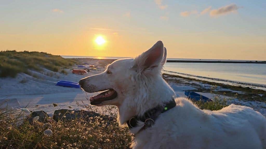 Allzeit-Bereift.de Finistere Weißer Schweizer Schäferhund im Gegenlicht