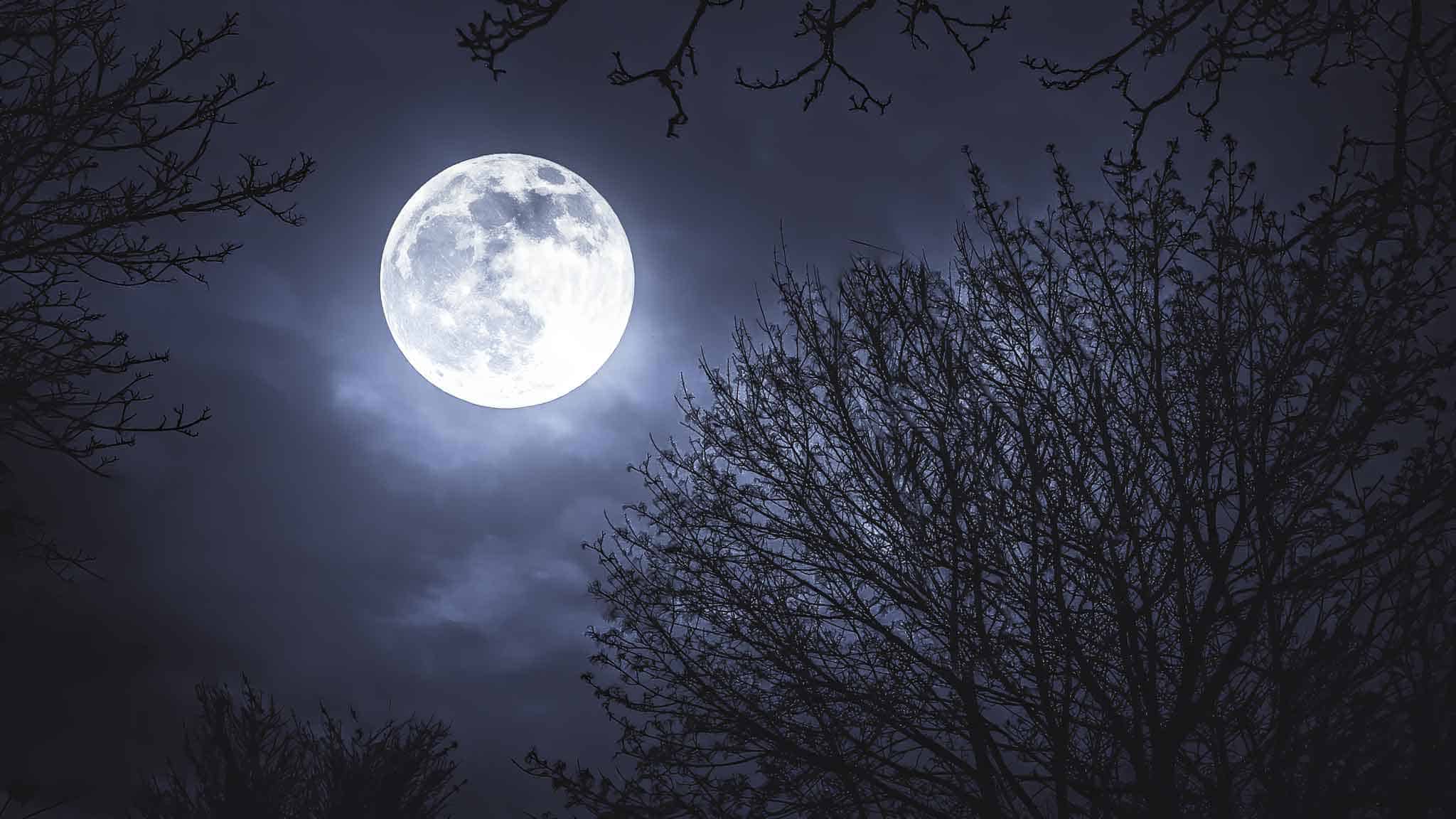 Vollmond mit Wald im Vordergrund